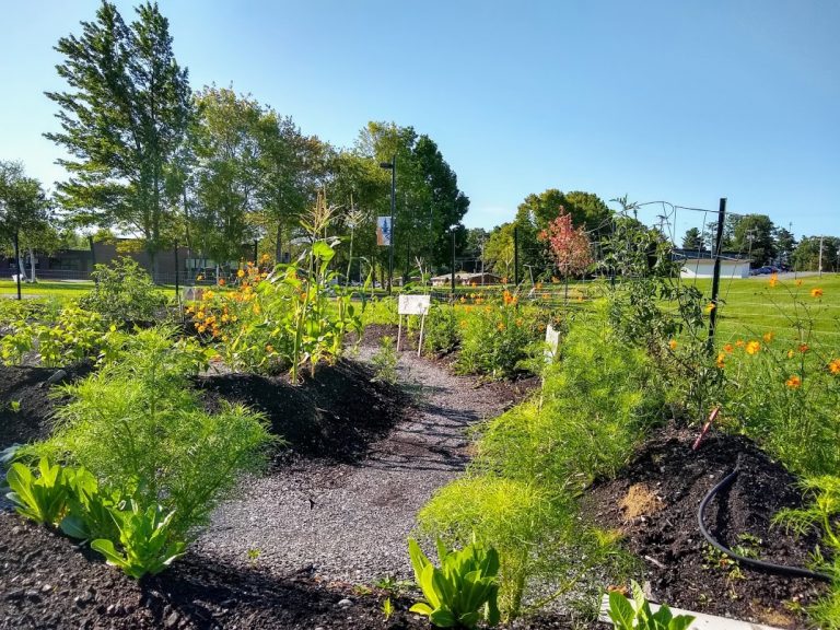 UMA Bangor Garden Labyrinth Planted