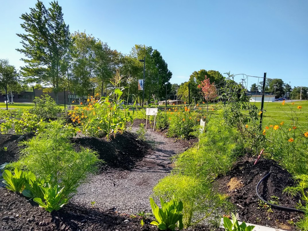 UMA Bangor Garden Labyrinth Planted