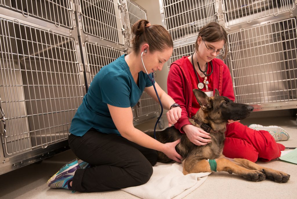Vet tech programs image