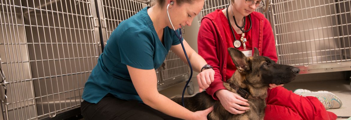 UMA Vet Tech students with patient