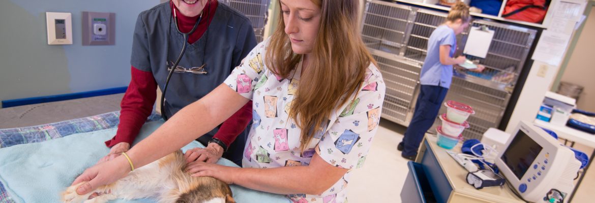 Vet Tech student, professor & patient