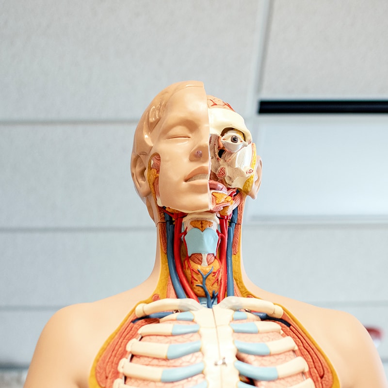 human anatomical model in classroom