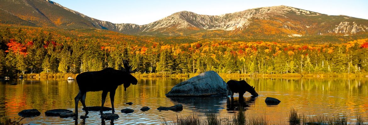 Katahdin Moose