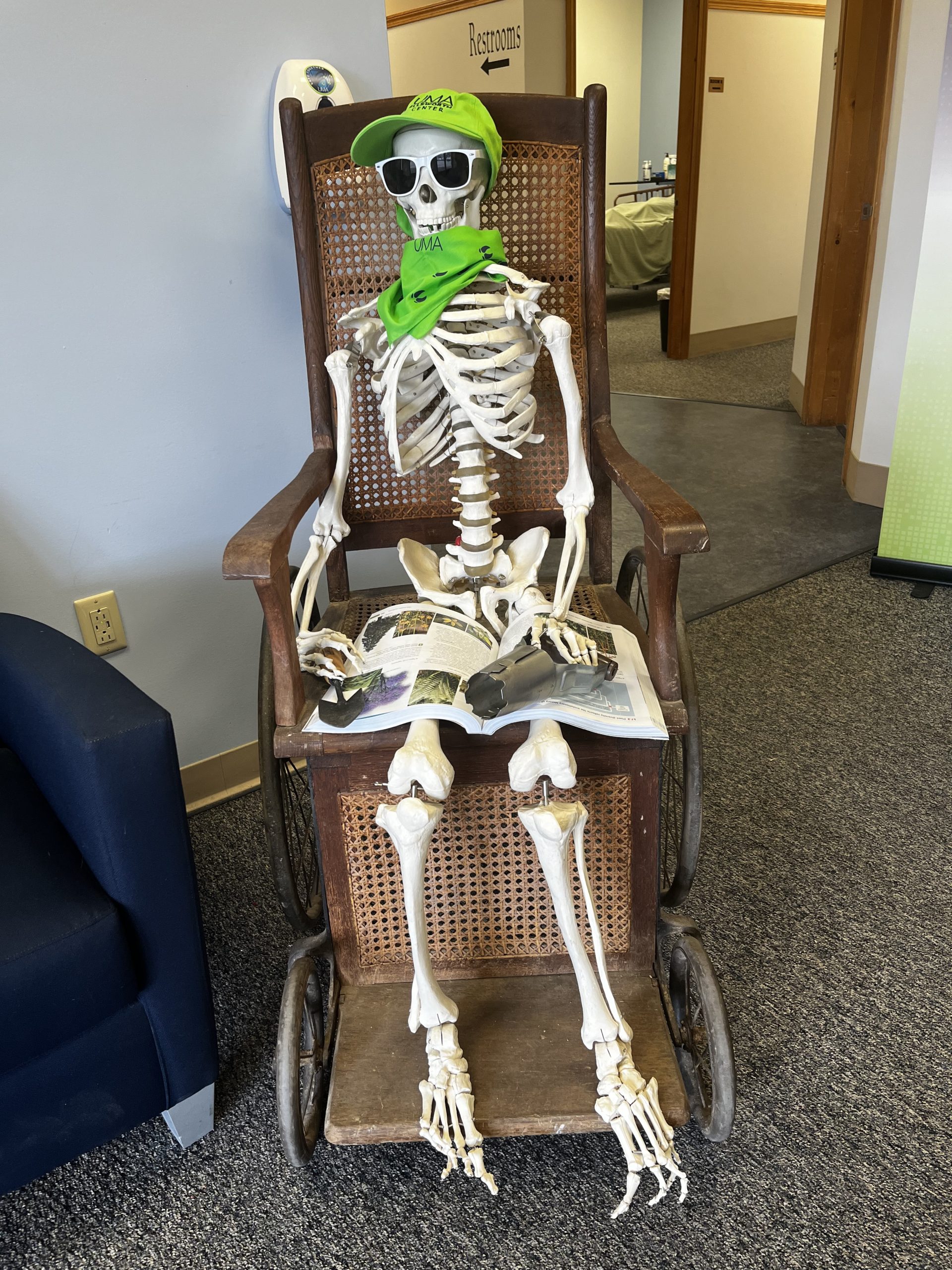 Life size skeleton model sitting in a wheelchair. It is wearing a green cap, a green bandana, and is holding a book in its lap and two gardening tools.