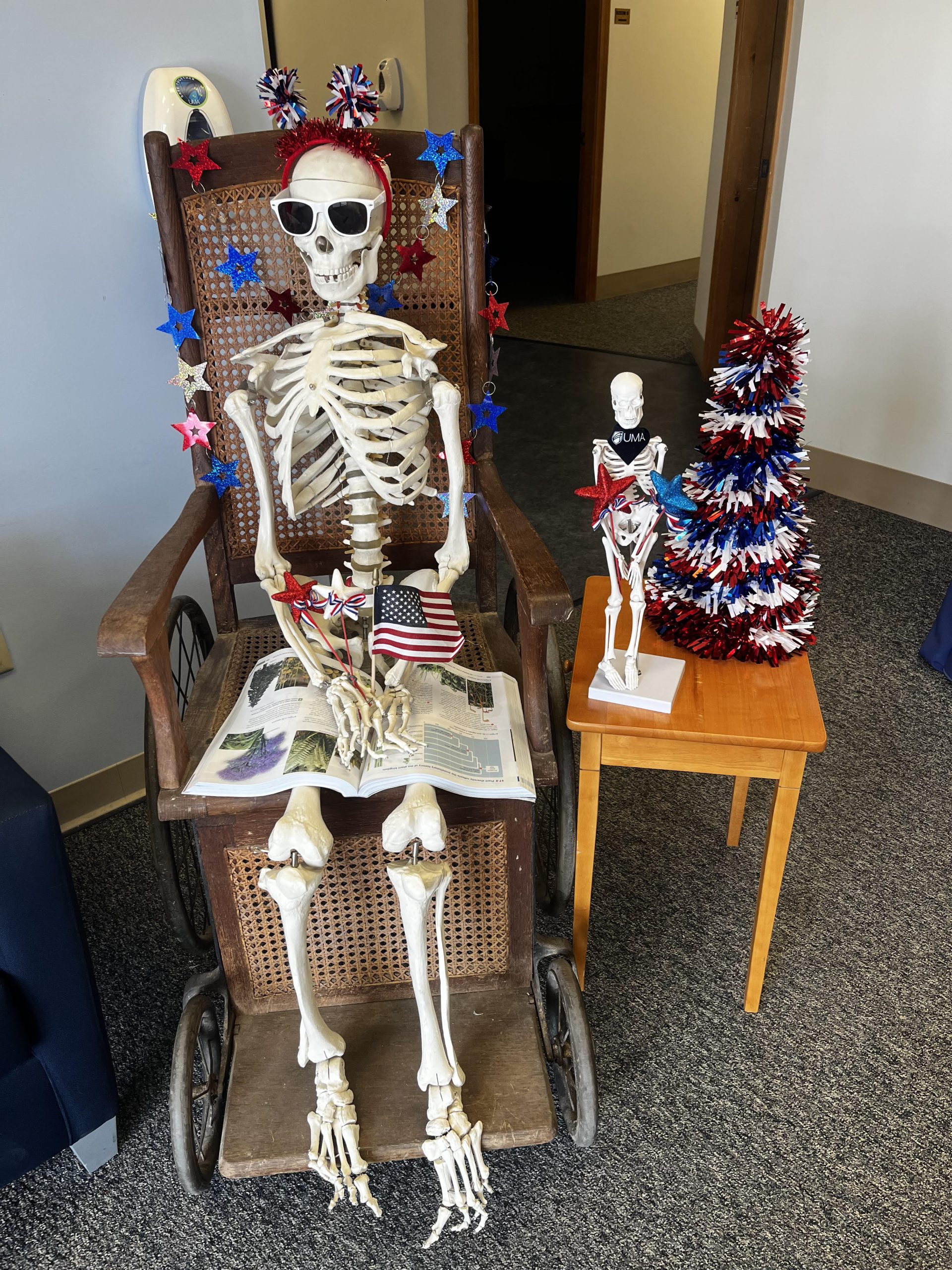 A life size skeleton sitting in a wheelchair with a textbook in his lap wearing red, white and blue paraphernalia for the 4th of July: a red headband, white sunglasses, a string stars and a miniature American flag.
To the right is a small table with a 2 foot skeleton model wearing a UMA bandana and holding two stars, and a fake miniature Christmas tree colored in red, white and blue.