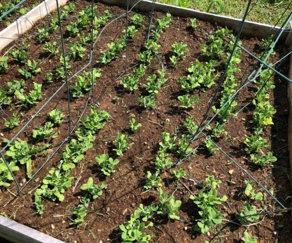 Augusta Community Garden 2018 Augusta Community Garden