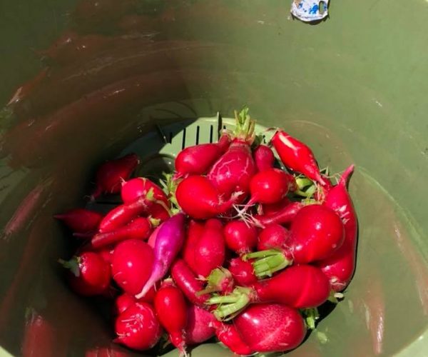 Augusta Community Garden 2018 Augusta Community Garden