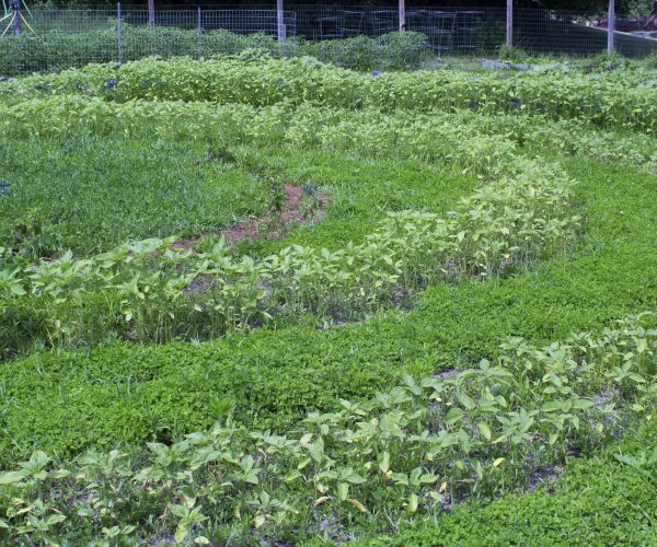 Augusta garden labyrinth 2018 The University of Maine at Augusta Community Garden Labyrinth grew in well during the Summer of 2018. By fall, a wall of sunflowers reached as much as 11 feet high.