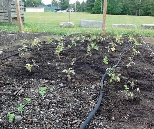 Bangor Community Garden 2018 11 Bangor Community Garden