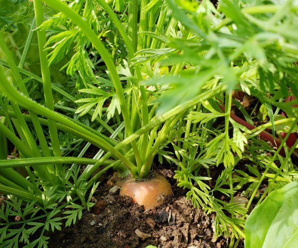 Carrot top Carrot top