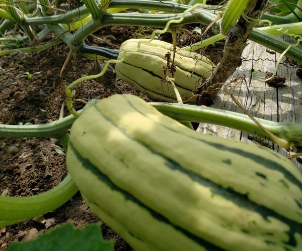 Delicata squash Delicata squash