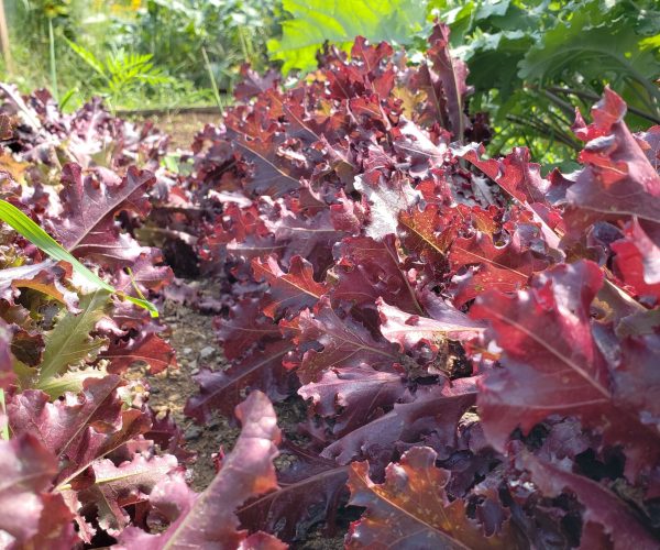 Red salad bowl lettuce Red salad bowl lettuce
