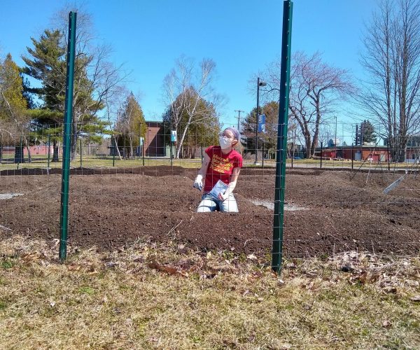 Bangor Garden 2020 - Alicia Rae Bessey planting spinach Students in the bangor community garden practicing social distancing