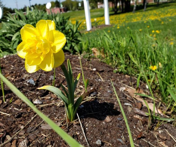 Bangor Garden 2020 - daffodil Daffodils in the UMA Bangor Garden