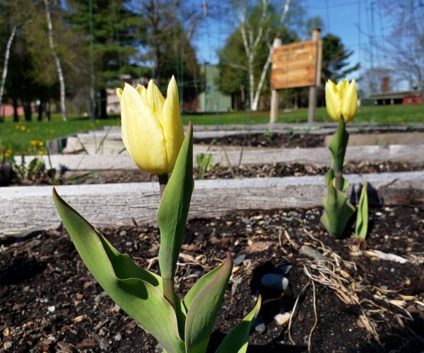 Bangor Garden 2020 - tulips Tulips in the UMA Bangor Garden