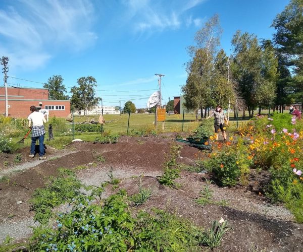 UMA Bangor Garden 2020 A UMA Bangor community garden