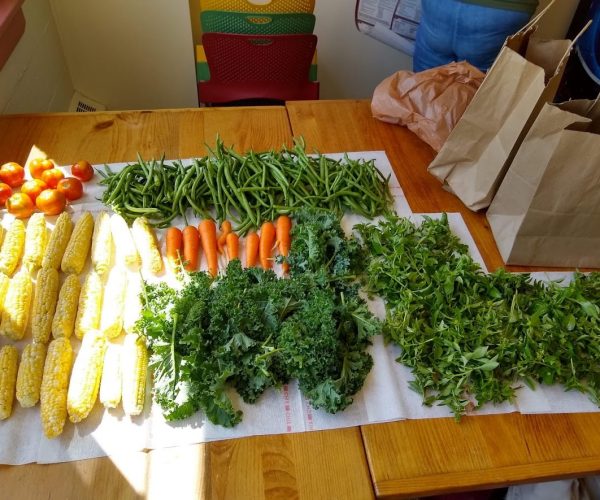 UMA Bangor Garden 2020 B UMA Bangor community garden harvest