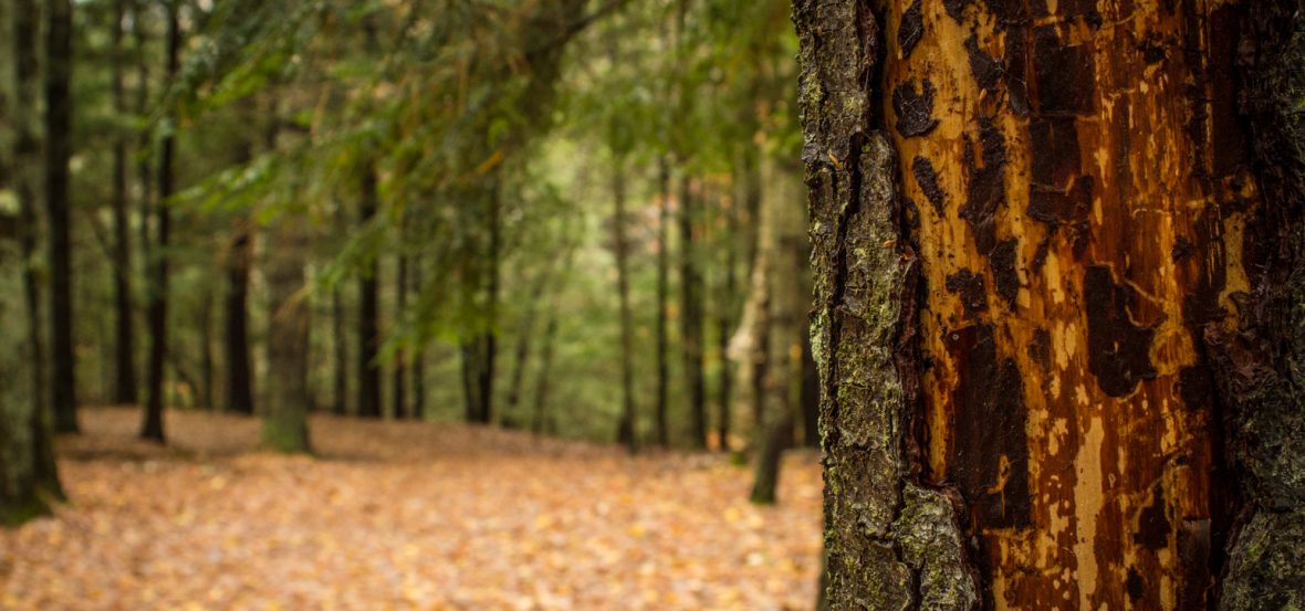 Trees with peeling bark along UMA's nature trails on the Augusta campus