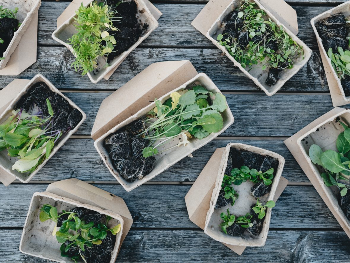 A variety of sprouted plants