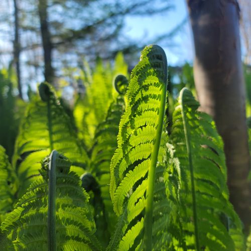 a close-up of fiddlehead plants