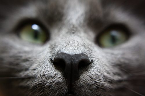 a close-up of the face of a gray cat with green eyes