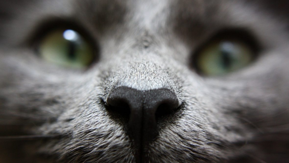Close up of cat face