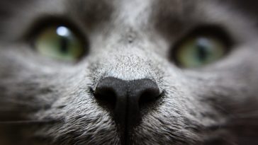 Close up of cat face