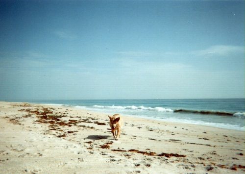 a tan dog running on a sandy beach with seaweed