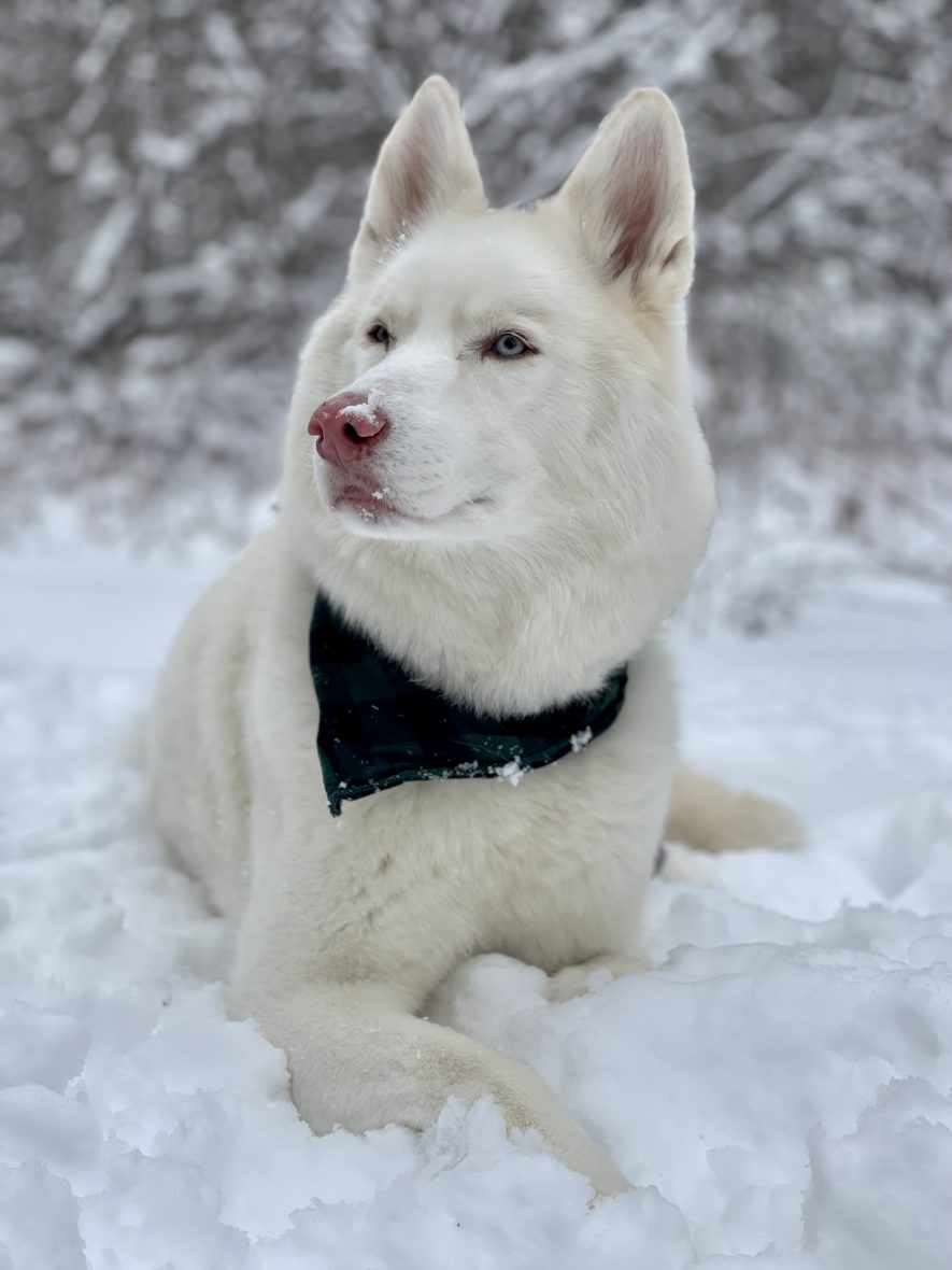a white dog with a green bandana around its neck laying in the snow