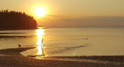 a person standing on a beach inlet at sunset with two dogs in the water
