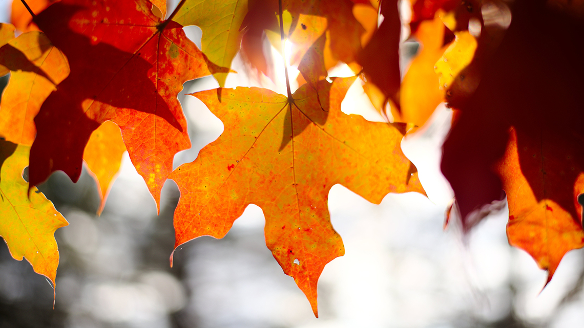 Fall leaves