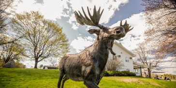 uma moose in spring
