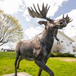 uma spring campus moose statue 16x9