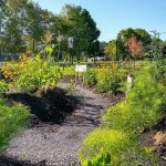 uma bangor garden labyrinth planted