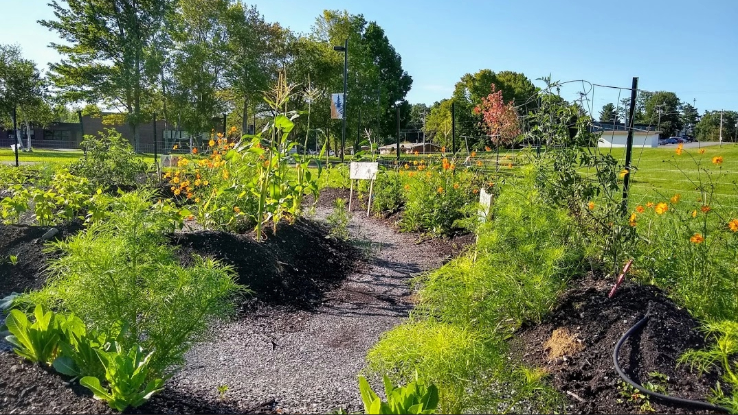 uma bangor garden labyrinth planted