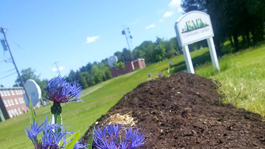 UMA community garden bangor campus