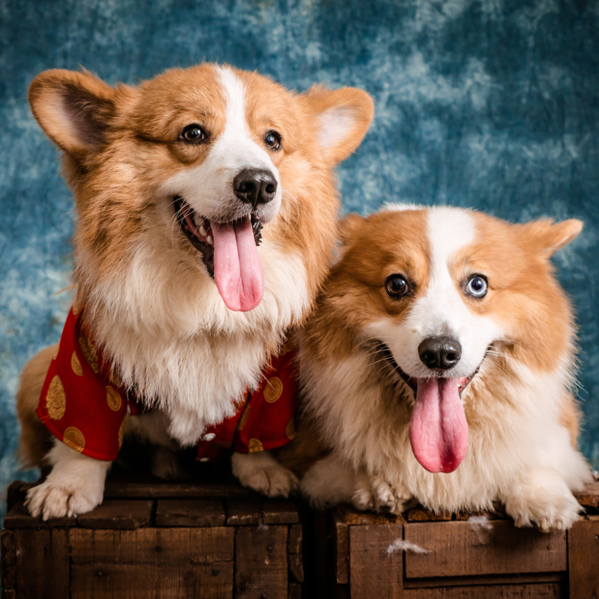 Two happy Corgis sit on wooden crates