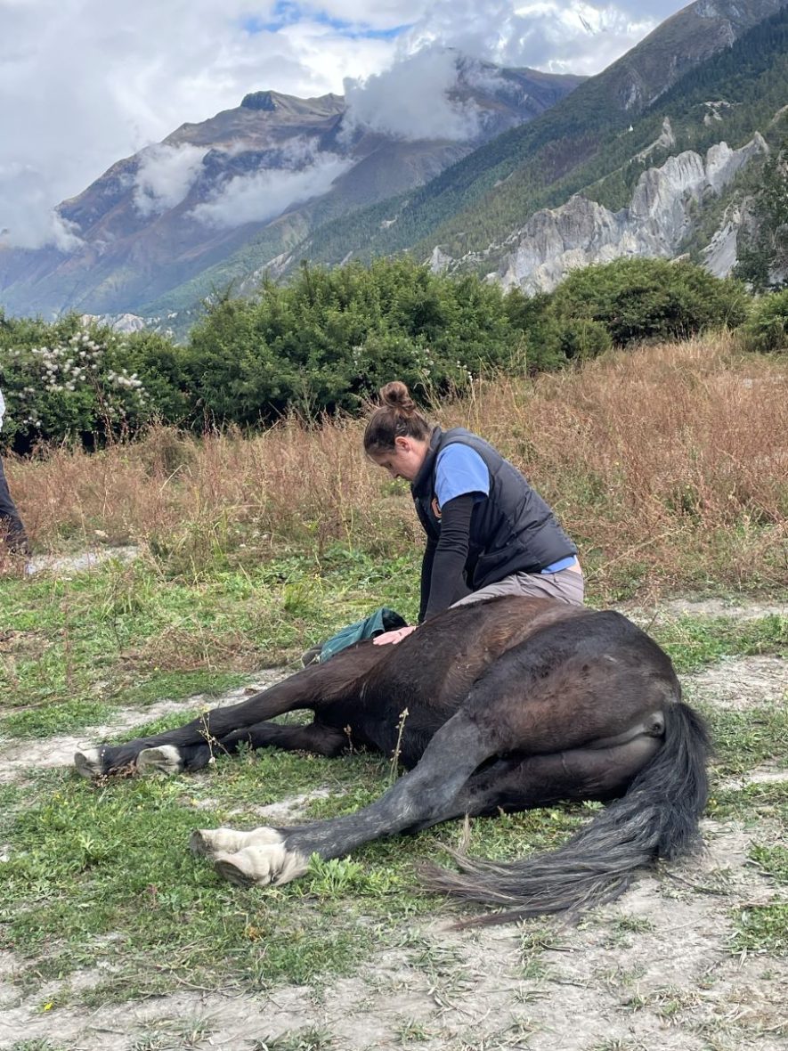 Dr. Myers helping a horse laying on the ground