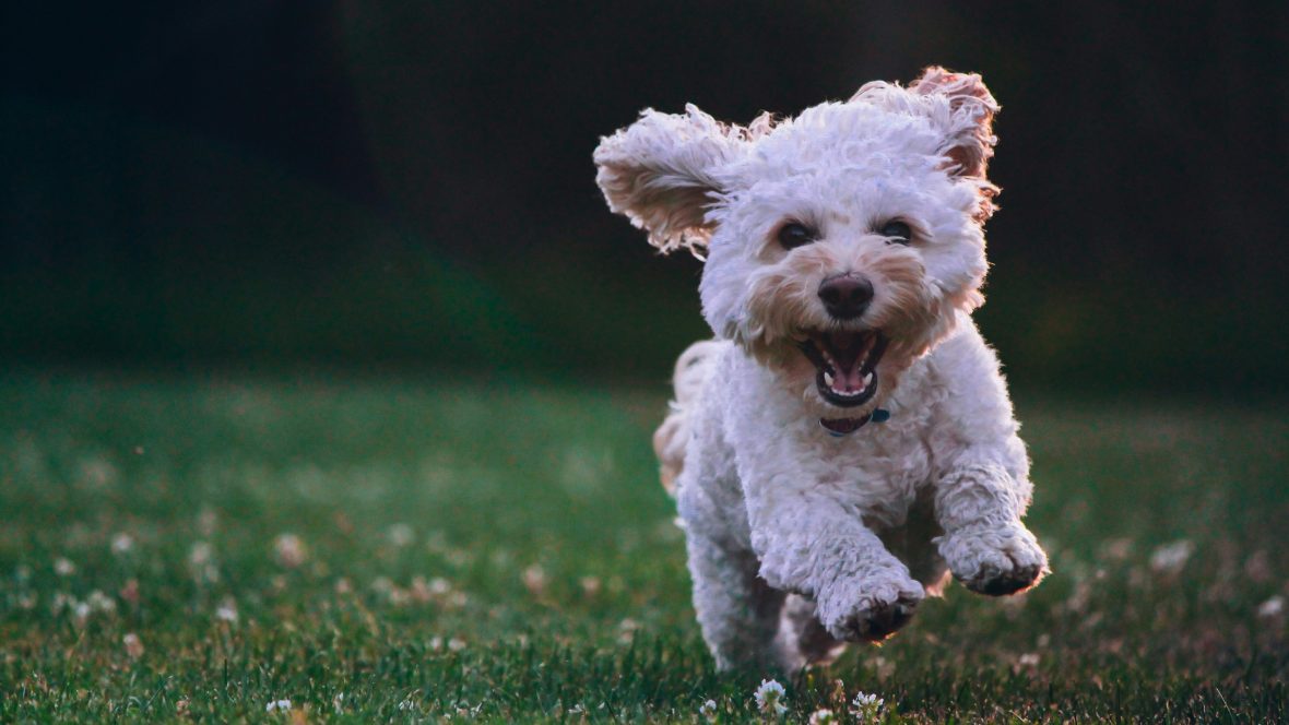 Small white dog running in grass