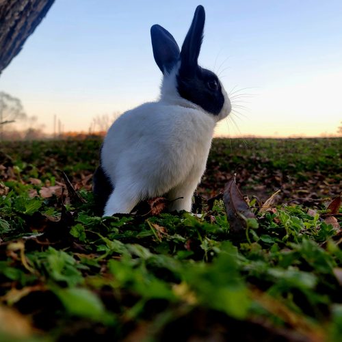 A black and white rabbit sits in green grass and fallen leaves, looking to the right with its ears perked up against a pale sunset sky.