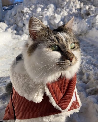Close-up portrait of a long-haired cat wearing a red, sherpa-lined jacket, standing in a snowy environment.