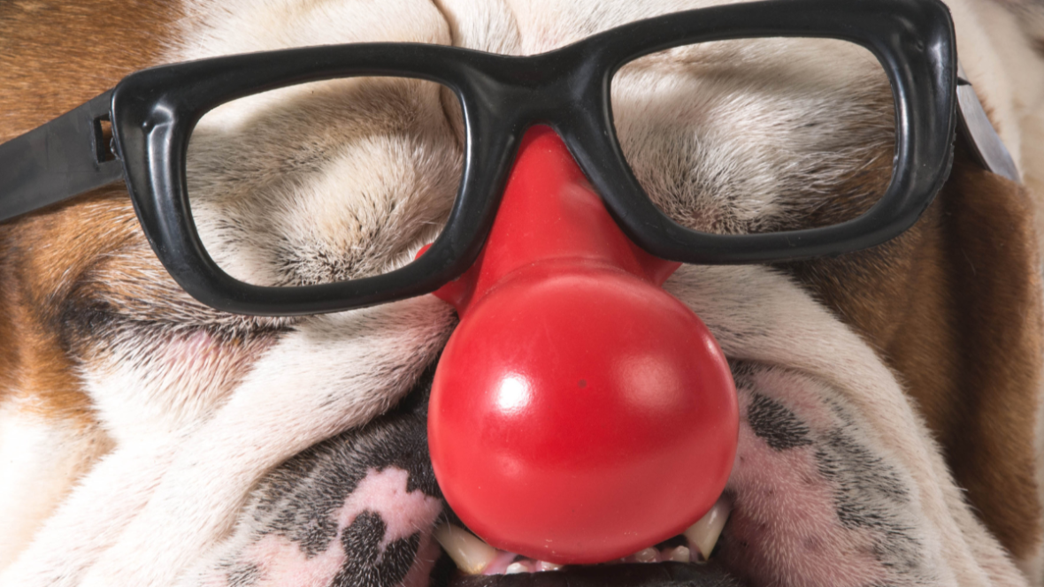 Cute dog with glasses