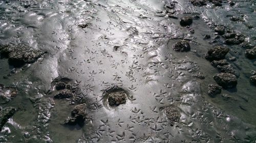various bird footprints scattered across a muddy terrain