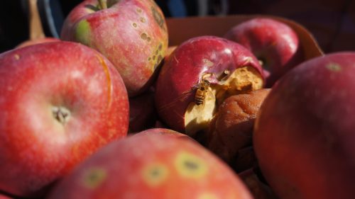 A honeybee crawls on a bitten red apple in a box of apples.