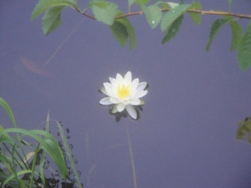 a lone water lily in the water framed by greenery