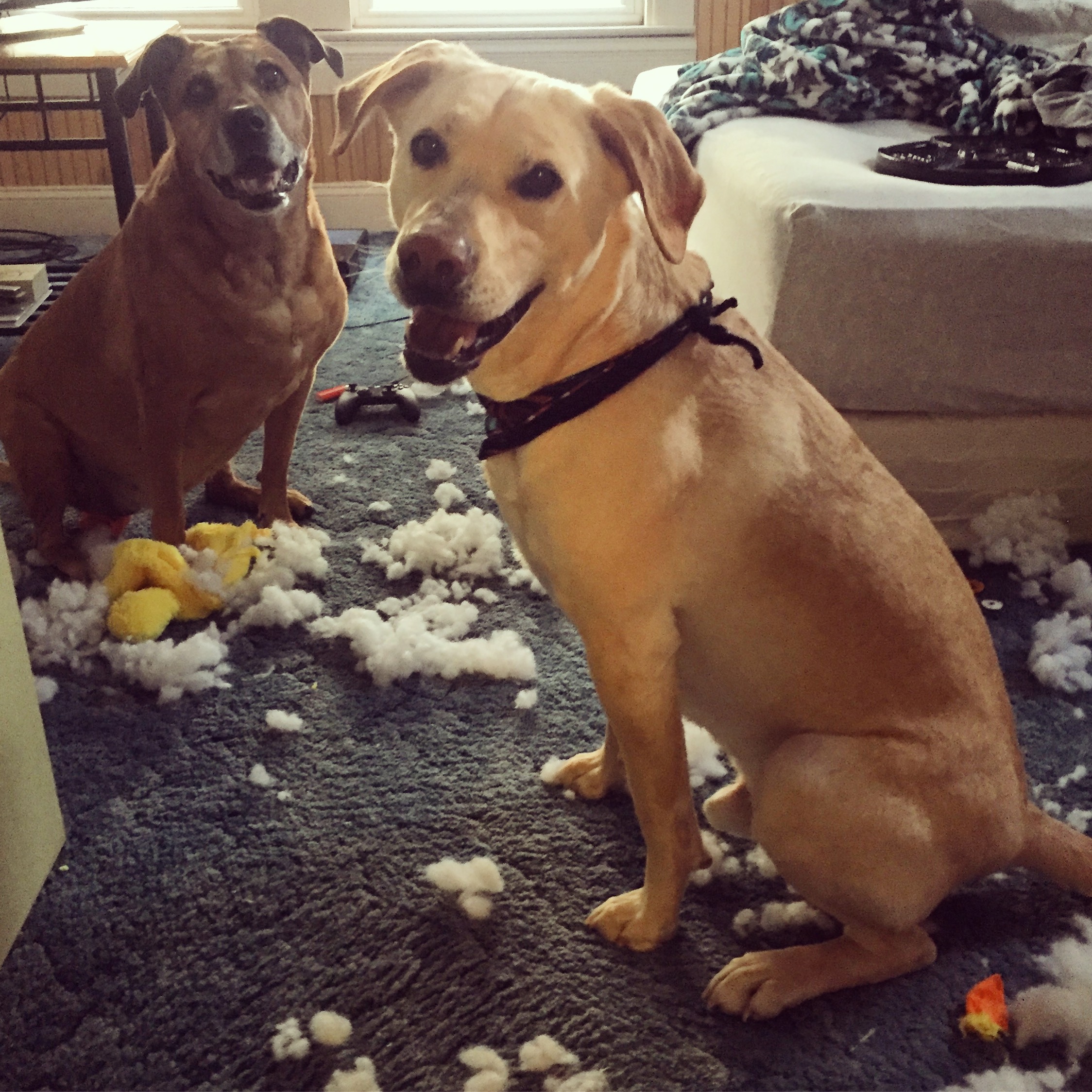 Two dogs sit on a blue rug, surrounded by stuffing from a ripped-up yellow toy.