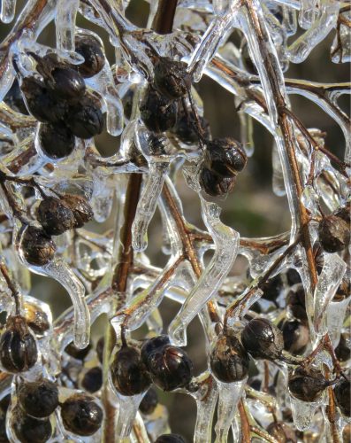 Dark, dried berries encase branches in translucent ice, with icicles dripping from the frozen twigs.