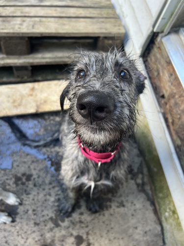 a grey and black dog with a large black nose and red collar sitting in front of wooden steps