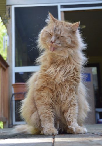 A fluffy ginger cat with its eyes squeezed shut and its tongue sticking out, sitting on a wooden porch in front of a screened door.