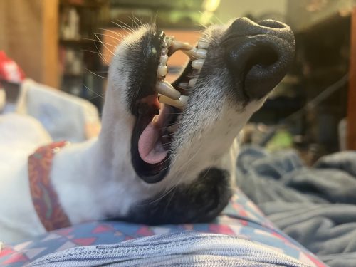 close of a dog's face and mouth. It is lying on it's back with his teeth showing and its tongue sticking slightly out 